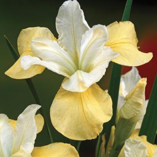 Butter and Sugar Iris Thumbnail